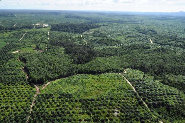 Sechs tote Zwergelefanten auf Palmölplantagen entdeckt