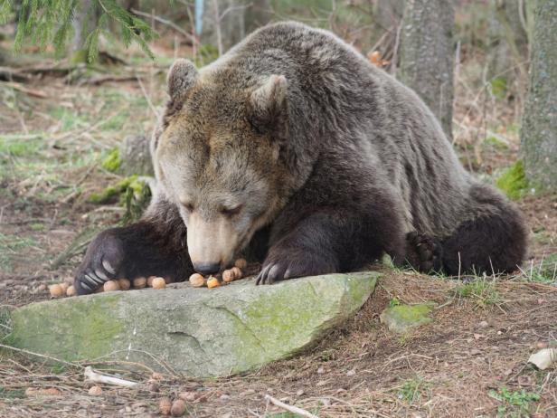 Waldviertel: Groß-WG für leidgeplagte Bären