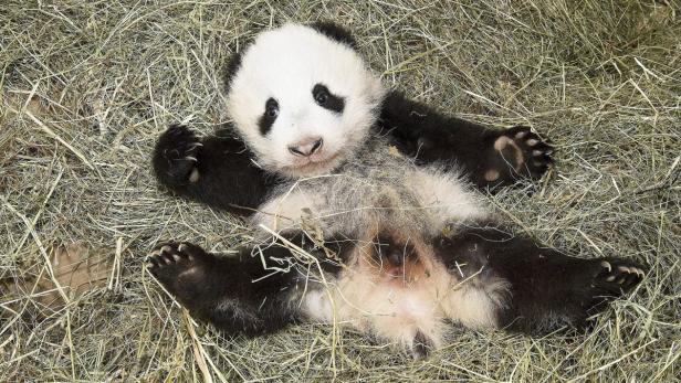 Pandamännchen entwickelt sich prächtig