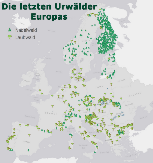Forscher erstellten eine Landkarte der letzten Urwälder Europas