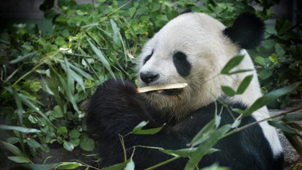 Wiener Pandas entzücken Chinesen