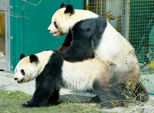 Die Pandas im Tiergarten Schönbrunn