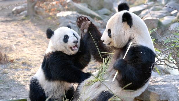 Pandavertrag mit China wurde verlängert