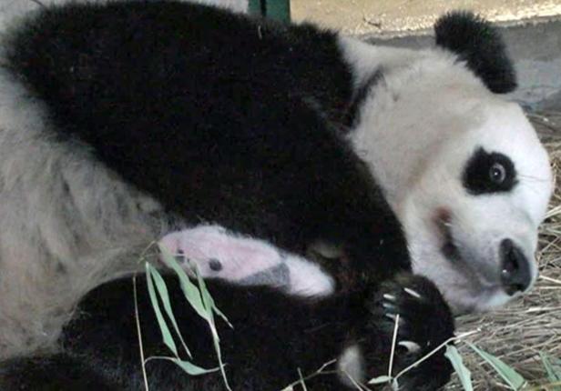 Wiener Pandas entzücken Chinesen