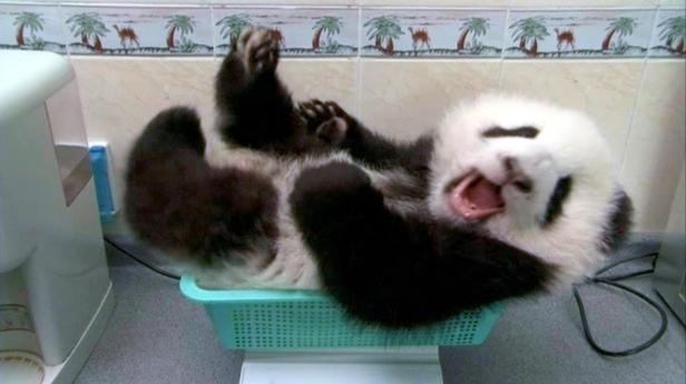 Pandababy: Es ist ein Bub!