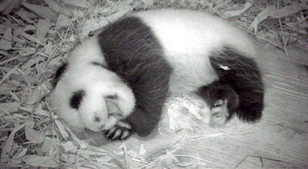 Pandavertrag mit China wurde verlängert