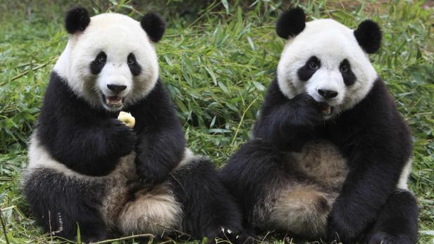 Pandamännchen entwickelt sich prächtig