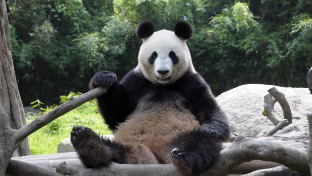 Pandababy: Es ist ein Bub!
