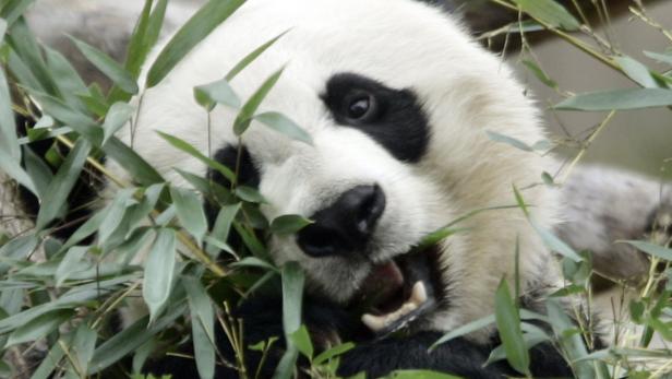 Panda: Bedrohter Kuschelbär