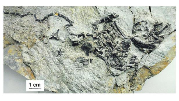 Fossil eines kleinen Reptils eingebettet in Sedimentgestein.