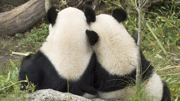 Seltenes Liebesspiel im Panda-Gehege