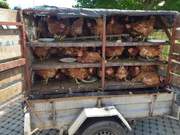 Tierschmuggler mit 130 Hühnern in Pkw-Anhänger angehalten