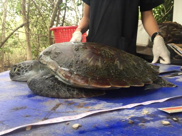 Thailand: Meeresschildkröte starb an Unmengen Plastik im Magen