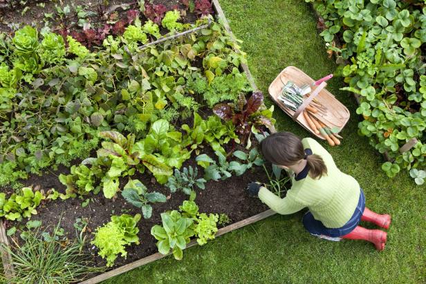Was Sie über die Gartentherapie wissen sollten