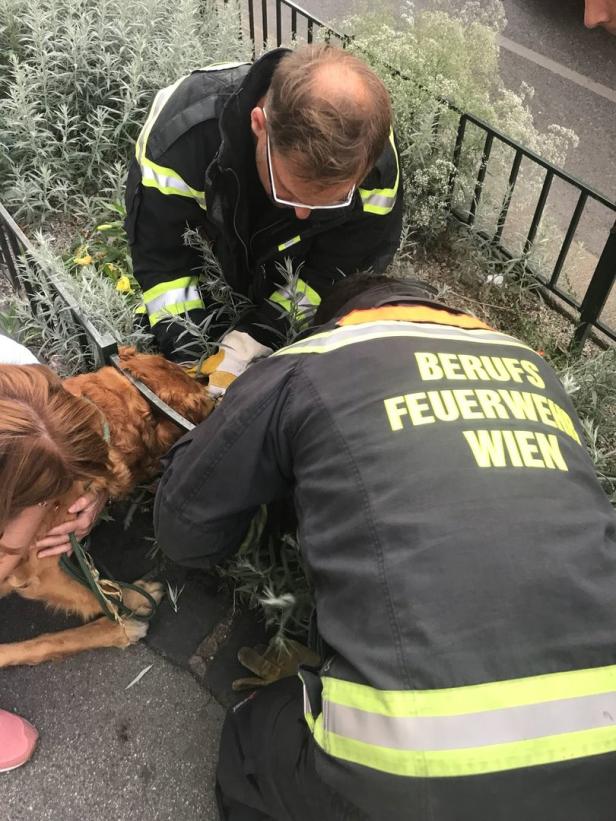 Fünf Tiere gerettet: Feuerwehr und Polizei im Einsatz