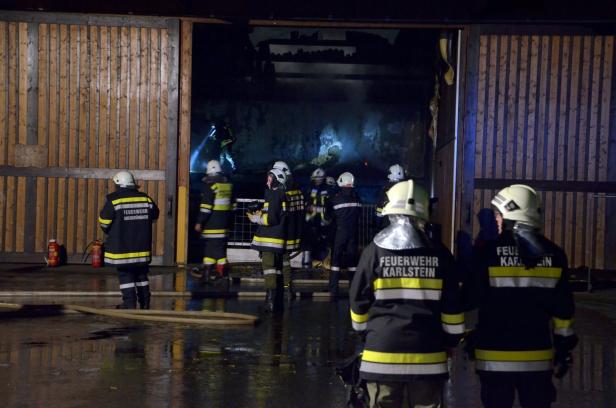 NÖ: 150 Kälber aus brennendem Stall gerettet