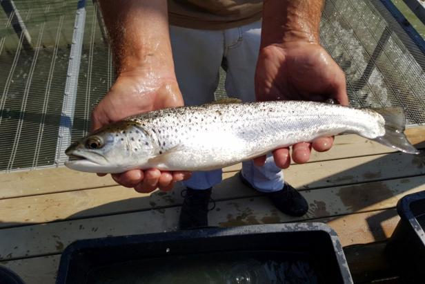 Fischwanderhilfe: Rekord-Fang von 125-Zentimeter-Wels