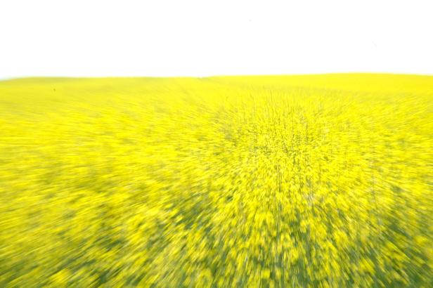 Ein Feld mit gelb blühendem Raps unter einem hellen Himmel.