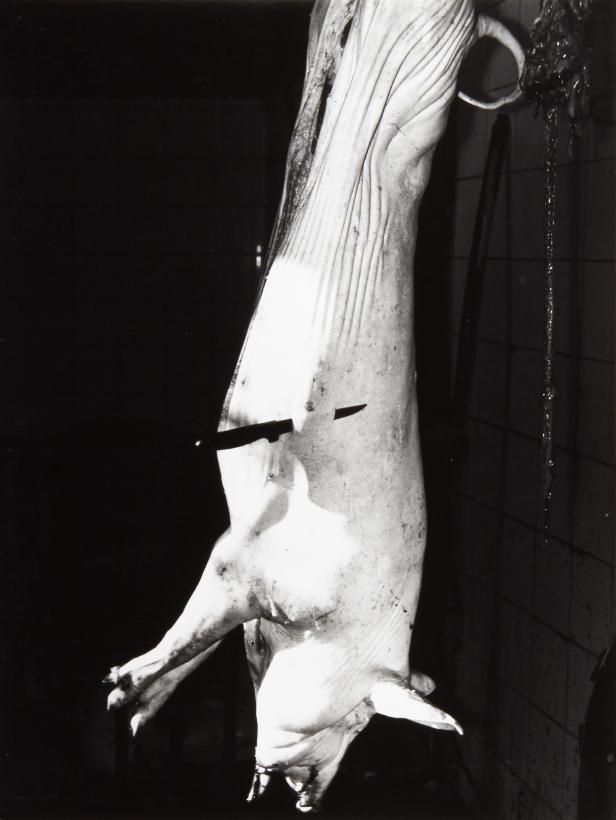 Ein geschlachtetes Schwein hängt mit einem Messer im Körper.