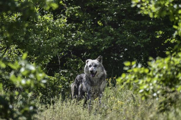Wissenschaft: Drohnen, die auf Wölfe schießen
