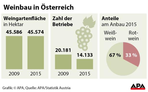 Weinbau: Weniger Betriebe, Fläche bleibt stabil