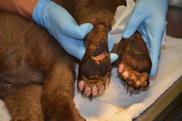 US-Waldbrände: Hilfe für Bärenbaby mit verbrannten Tatzen