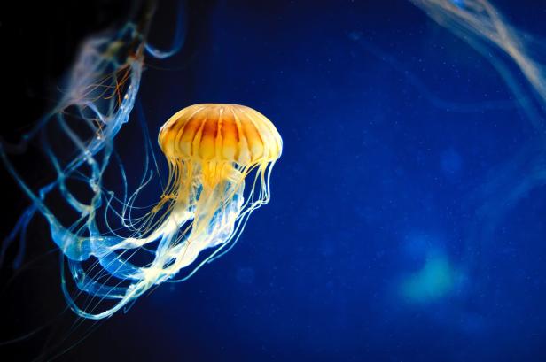 Eine orange-gelbe Qualle mit langen Tentakeln schwebt im blauen Wasser.