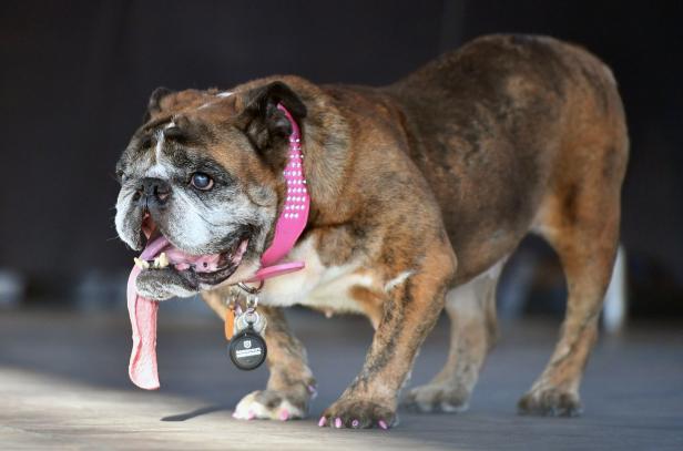 Bulldogge Zsa Zsa: Hässlichster Hund der Welt starb im Schlaf