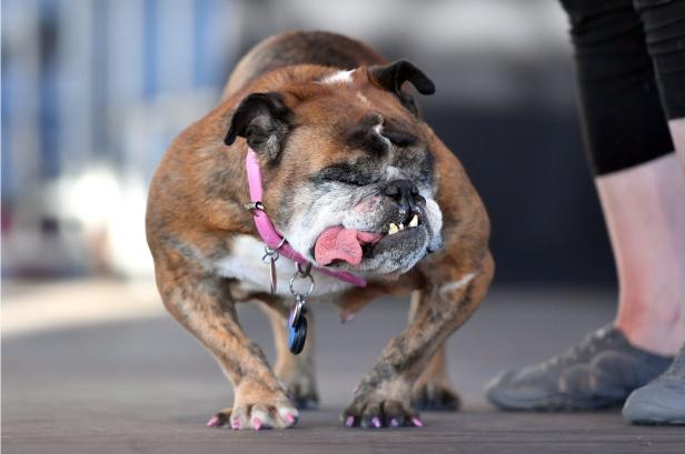 Bulldogge Zsa Zsa: Hässlichster Hund der Welt starb im Schlaf
