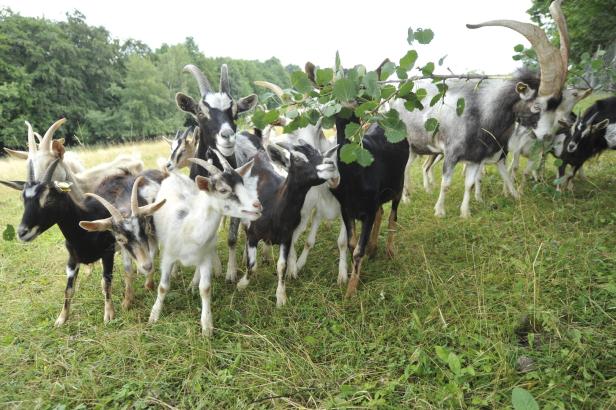 Südburgenland: Gartenkurse für Selbstversorger