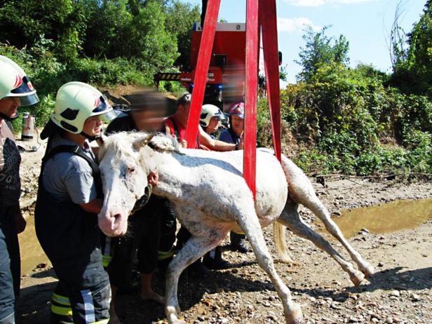 ++ HANDOUT ++ BURGENLAND: TIERRETTUNG IN PINKAFELD