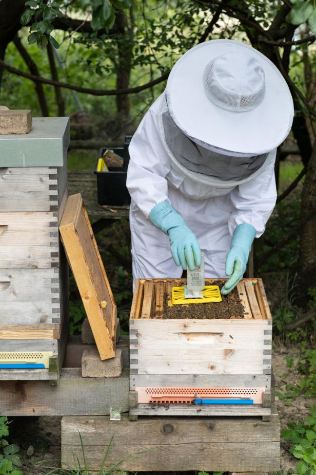 Besuch beim Bienen-Doc: Warum Immen jetzt eigene Ärzte haben