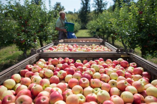 Gute Apfelernte erwartet,  Bauern fürchten  Preisverfall