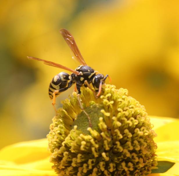 Umsiedeln oder vergiften? Was man gegen Wespen tun kann