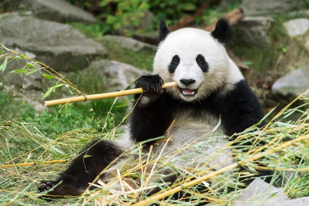 Schönbrunner Panda-Zwillinge feiern zweiten Geburtstag