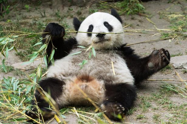 Schönbrunner Panda-Zwillinge feiern zweiten Geburtstag