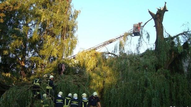 Trauerweide stürzte auf Haus in Leonding