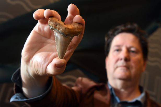 Zähne von Urzeit-Riesenhai an australischem Strand gefunden