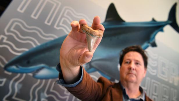 Zähne von Urzeit-Riesenhai an australischem Strand gefunden