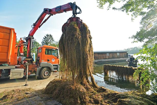 Wasserpflanzen in der Alten Donau: Bisher 2.600 Tonnen entfernt