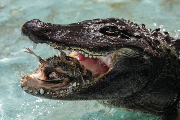 Kroko-Opa: Der wohl älteste Mississippi-Alligator ist 83 Jahre alt