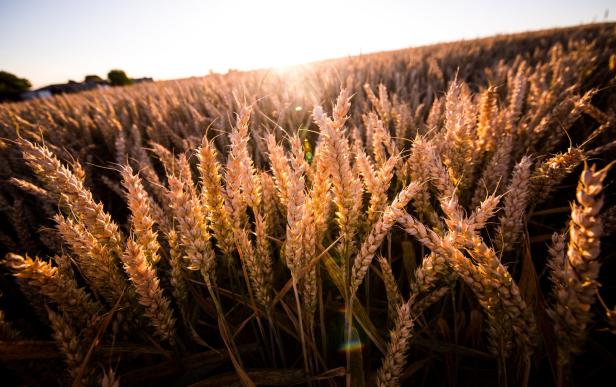 Erbgut des Weizens entschlüsselt: Was sich Forscher erhoffen
