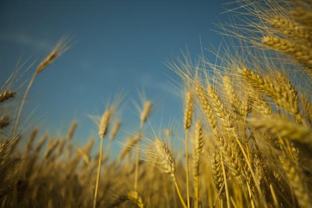 Erbgut des Weizens entschlüsselt: Was sich Forscher erhoffen