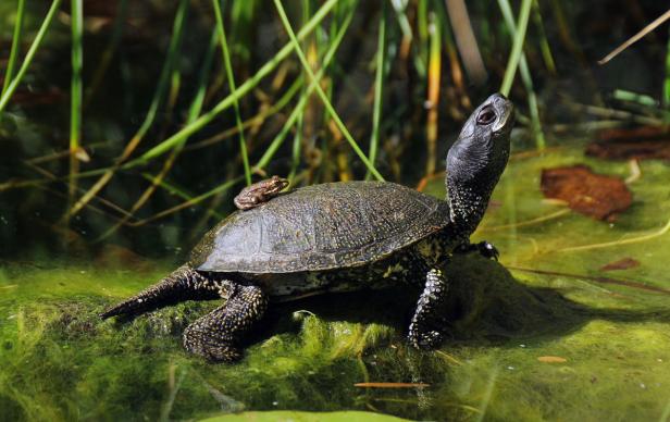 Die Sumpfschildkröte und ihr Schloss