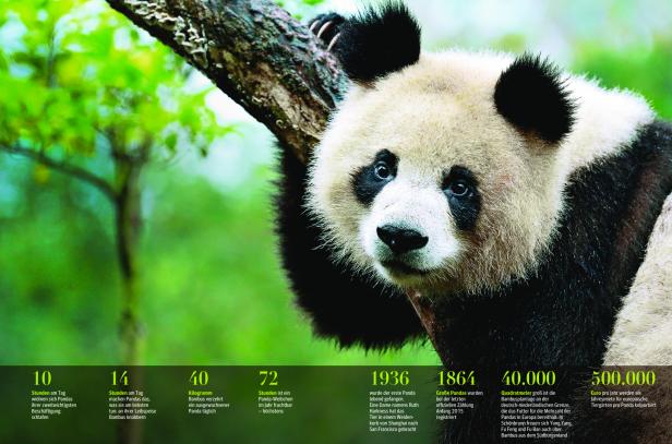 Zu Besuch bei den Pandas: Mehr Bambus, bitte!