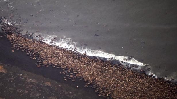 Eine große Gruppe von Walrossen liegt an einem dunklen Sandstrand nahe dem Wasser.