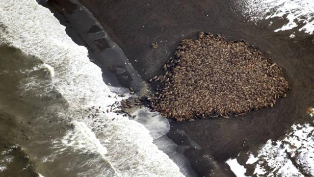 Eine große Gruppe von Walrossen liegt an einem Strand neben dem Meer.