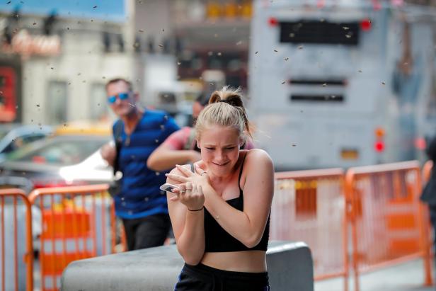 Zigtausende Bienen belagerten Hotdog-Stand in New York