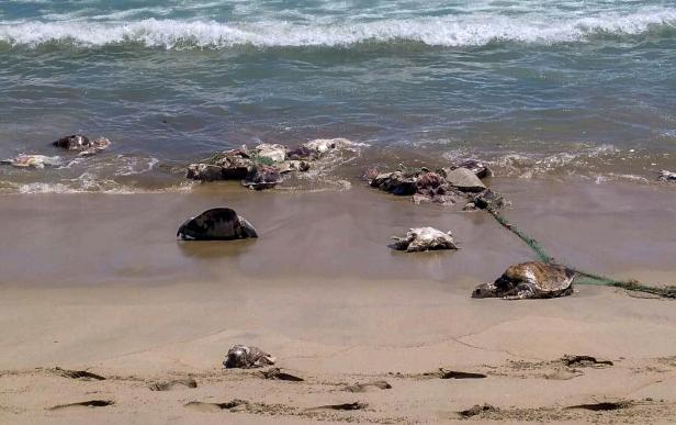 Hunderte seltene Meeresschildkröten vor Küste Mexikos verendet