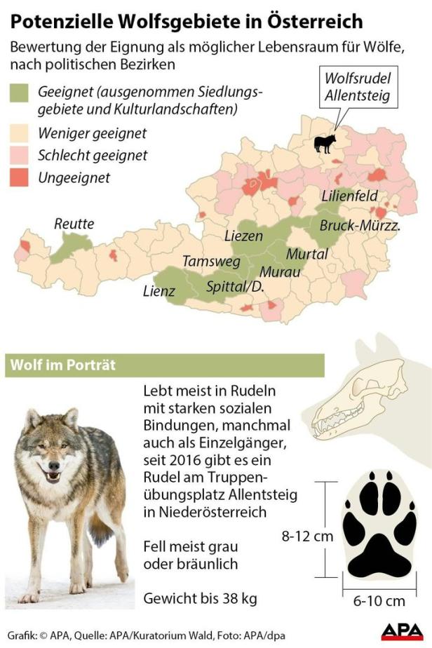 „Ganz Österreich würde  50 Wölfe vertragen“